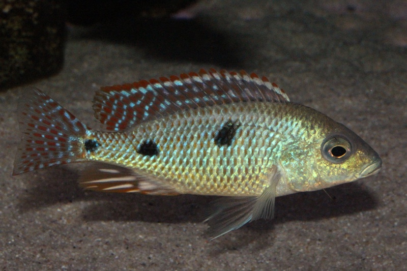 Otopharynx tetrastigma